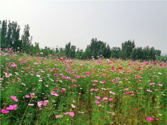 22萬餘平方米！濟南新建11處精品花海景觀