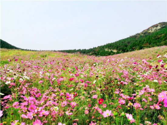 22萬餘平方米！濟南新建11處精品花海景觀