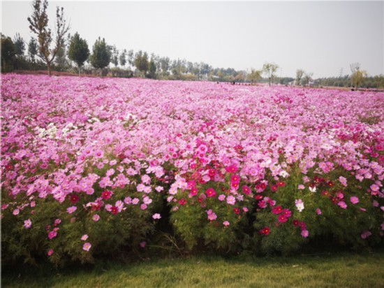 22萬餘平方米！濟南新建11處精品花海景觀