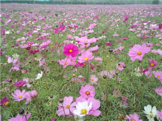 22萬餘平方米！濟南新建11處精品花海景觀