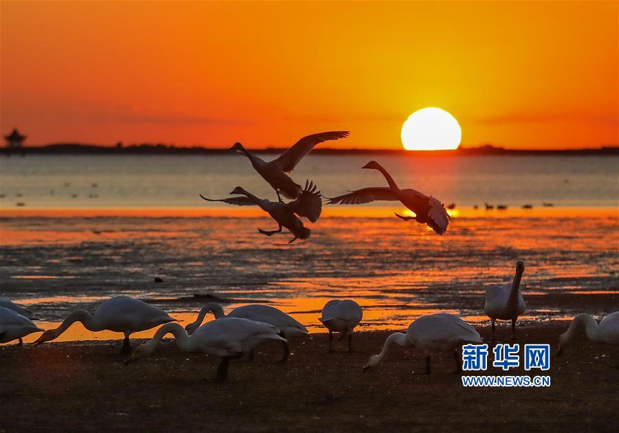 山東榮成：天鵝晨曲