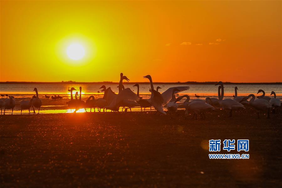 山東榮成：天鵝晨曲