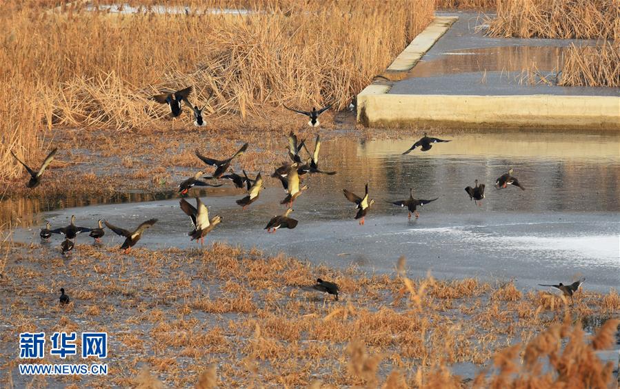 青島：環保志願者為鳥類投食 幫助越冬