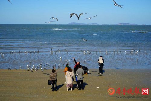 碧海藍天 煙臺蓬萊萬千海鷗迎風翱翔