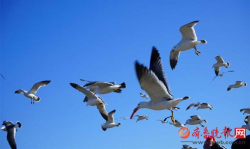 碧海藍天 煙臺蓬萊萬千海鷗迎風翱翔