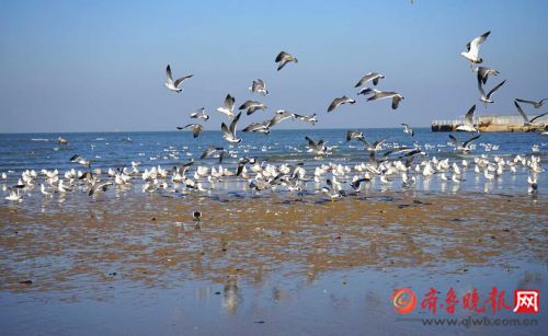 碧海藍天 煙臺蓬萊萬千海鷗迎風翱翔