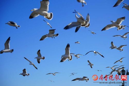 碧海藍天 煙臺蓬萊萬千海鷗迎風翱翔