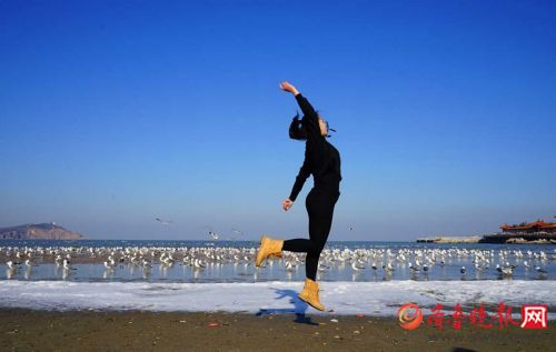 碧海藍天 煙臺蓬萊萬千海鷗迎風翱翔