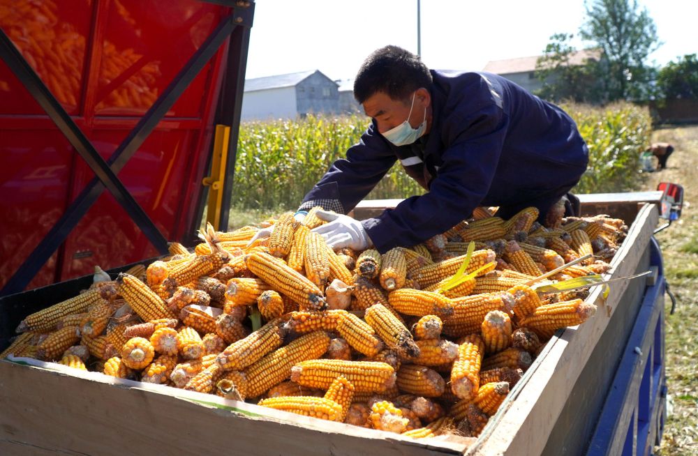 鄉村振興|田間地頭忙 處處好“豐”景——山東秋收一線見聞