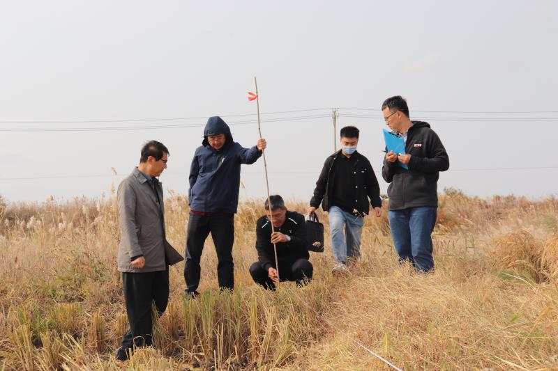 耐鹽優質水稻鹽黃香粳在東營完成實收測産：畝産505.1公斤
