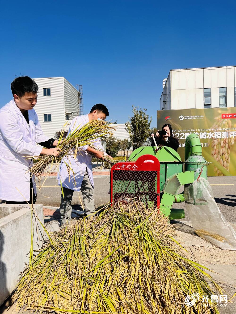 青島向你“稻”喜！中國4‰鹽度下耐鹽常規稻再破紀錄