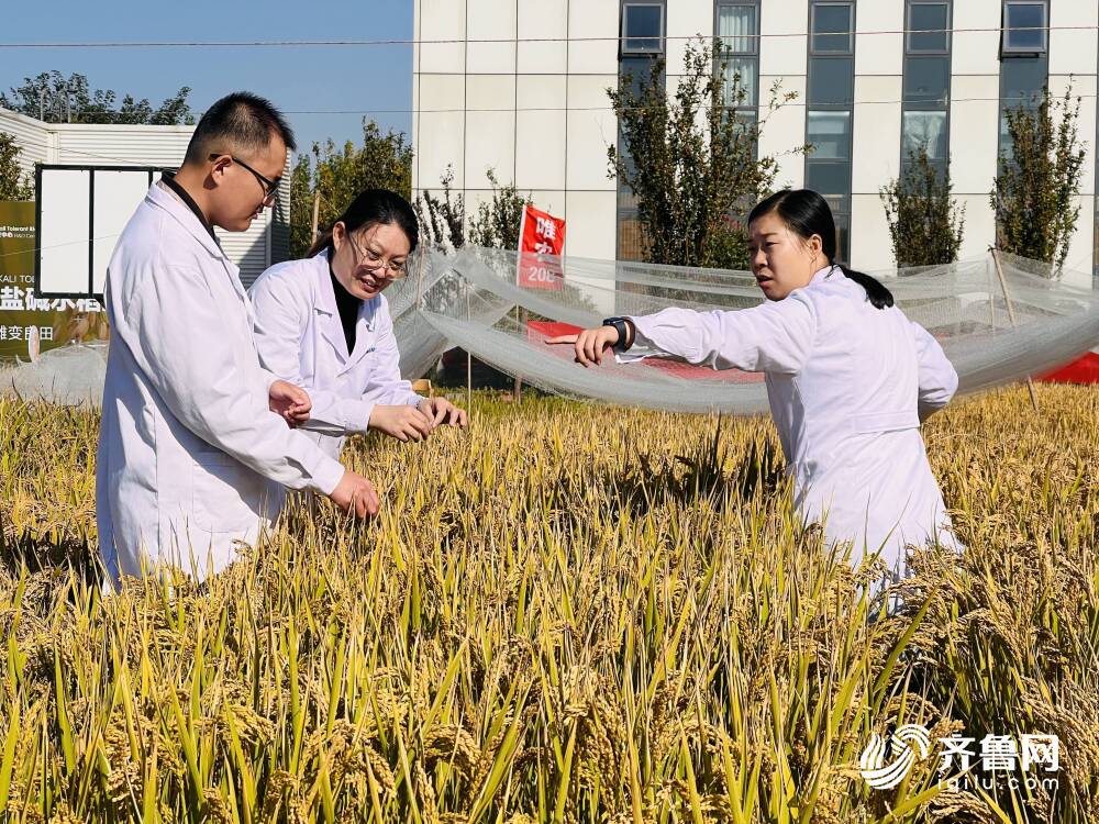 青島向你“稻”喜！中國4‰鹽度下耐鹽常規稻再破紀錄