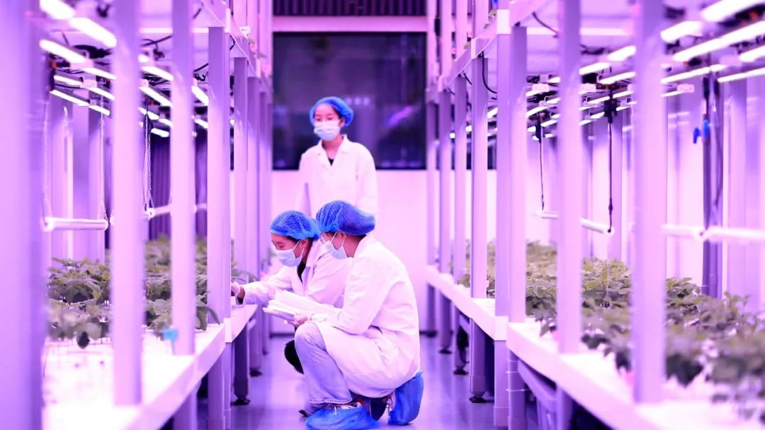 二十大時光丨山東：挖掘鹽鹼地利用潛力 夯實糧食安全根基