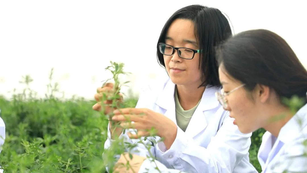 二十大時光丨山東：挖掘鹽鹼地利用潛力 夯實糧食安全根基