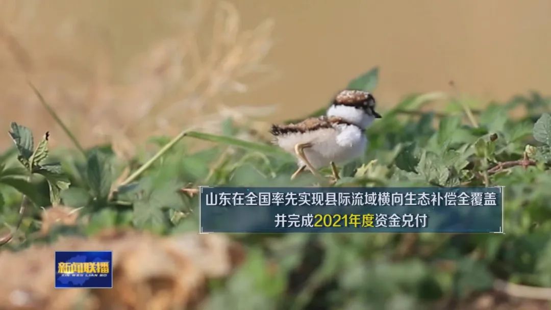 山東：奏響黃河流域生態保護和高品質發展大合唱
