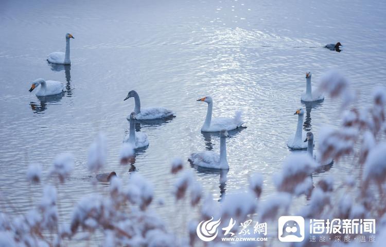 山東榮成：冬日雪景 美如仙境