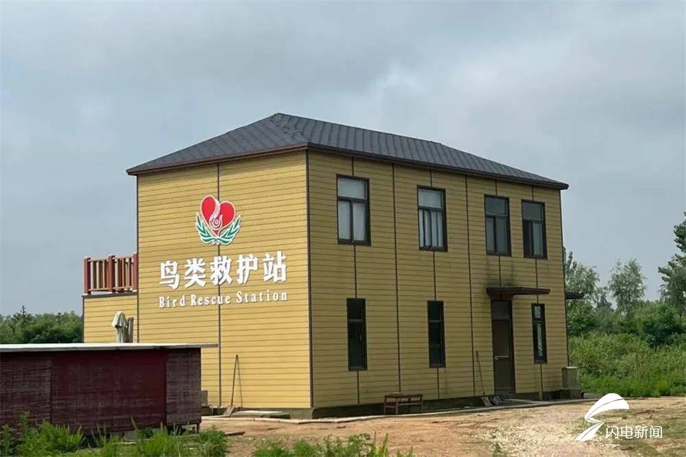 威海南海新區：大天鵝冬日新去處