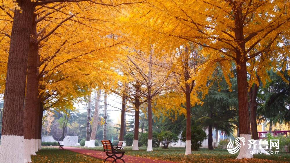 肥城：初冬葉斑斕 公園景如畫