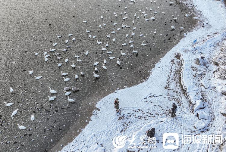 山東榮成：冬日雪景 美如仙境