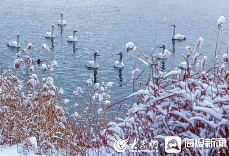 山東榮成：冬日雪景 美如仙境