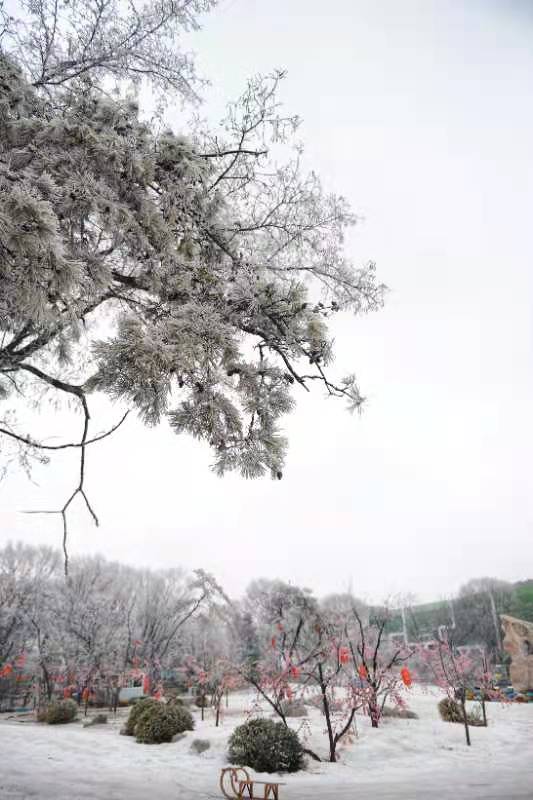 【原創】濟南市跑馬嶺景區霧凇沆碭，冰花瀰漫_fororder_4
