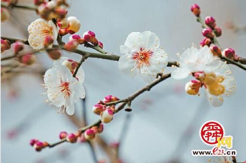 濟南：花開報春