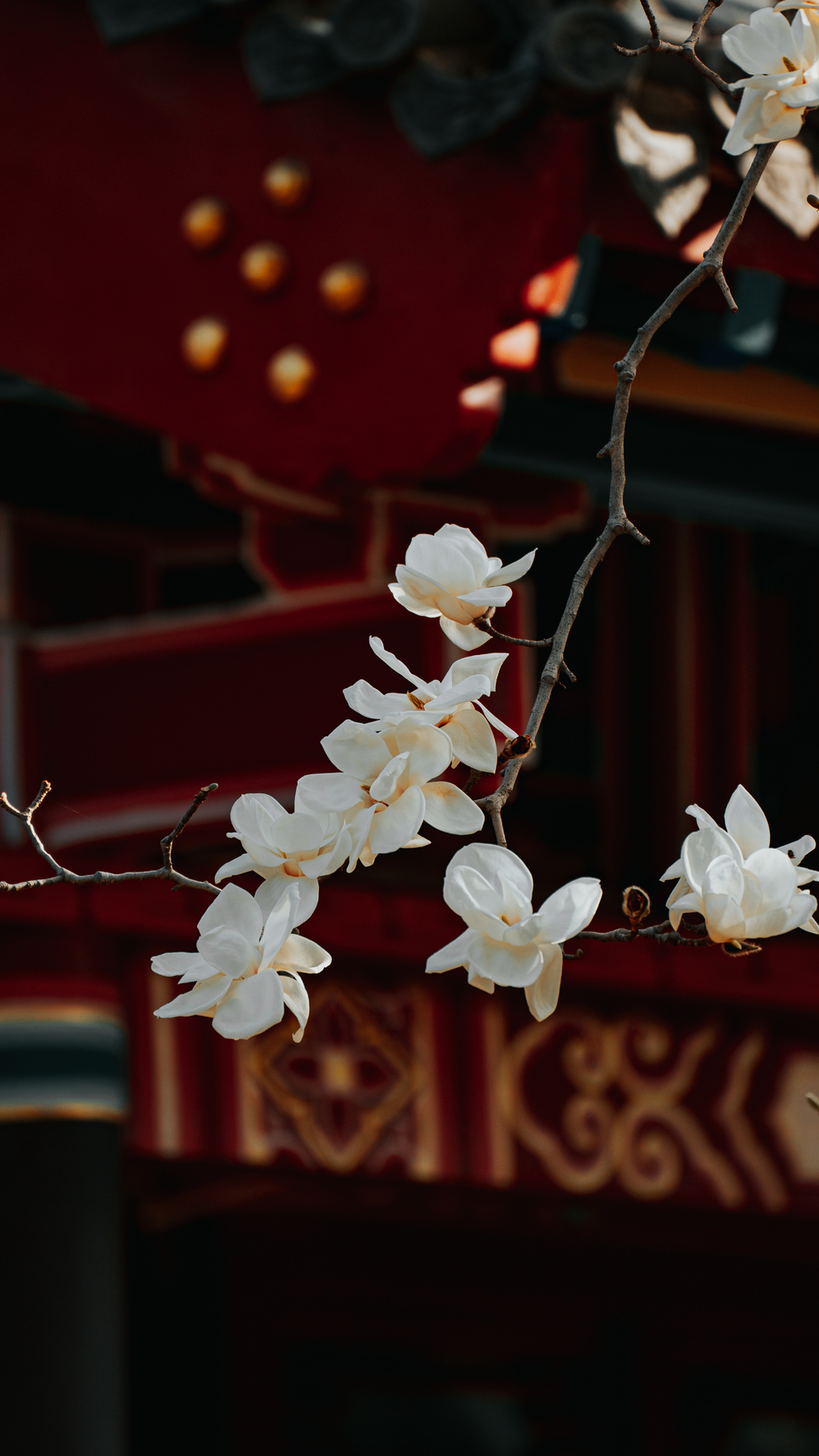 山東濟南：有一種春光叫玉蘭花開