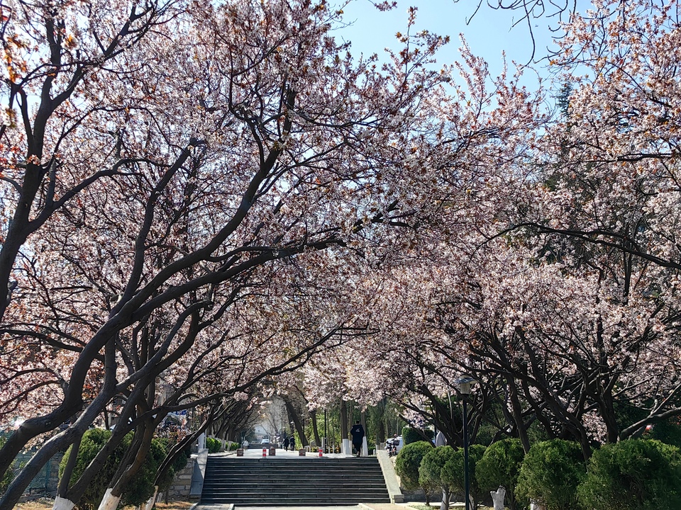 山東師範大學春日繁花惹人醉