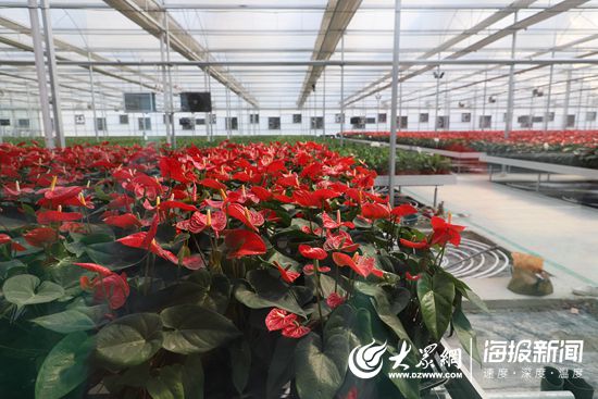 第五屆濟南花卉園藝博覽會暨第二屆濟南都市農産品博覽會在商河開幕