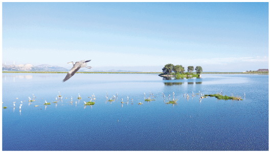 天藍水碧鷗鳥翔集