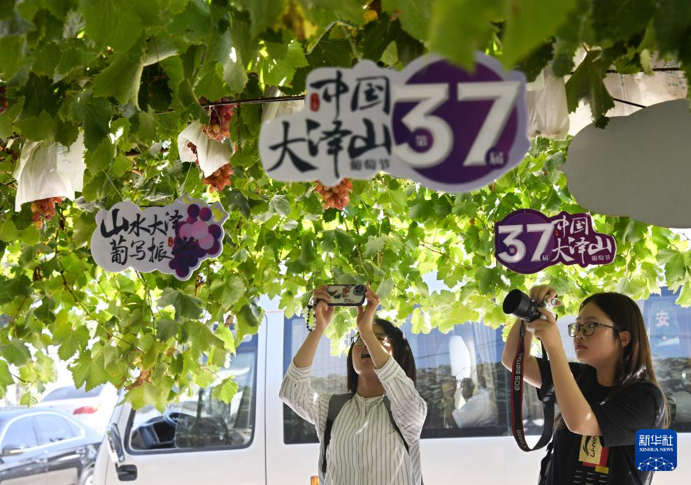 山東平度：葡萄成熟引客來