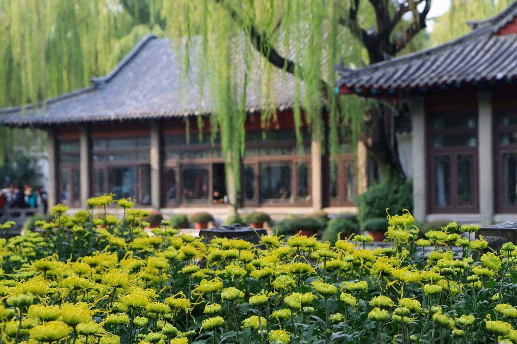 山東濟南：趵突菊展倒計時