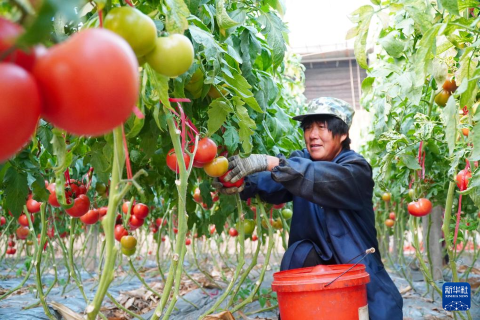 山東臨邑：初冬時節大棚番茄收穫忙