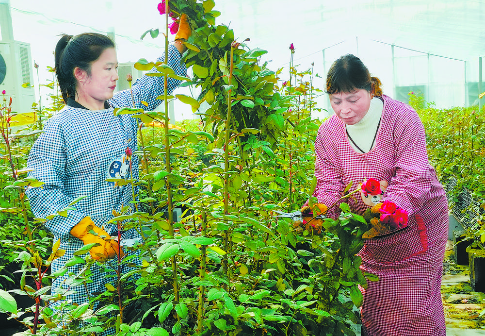 山東菏澤：鮮花競相盛開 催生 “美麗經濟”_fororder_9eaa004c-abf5-439a-8e97-4170fe948a5b.tif