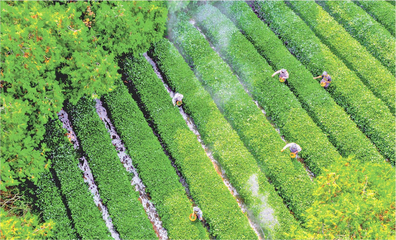 南方嘉木棲日照 近海山地飄茶香