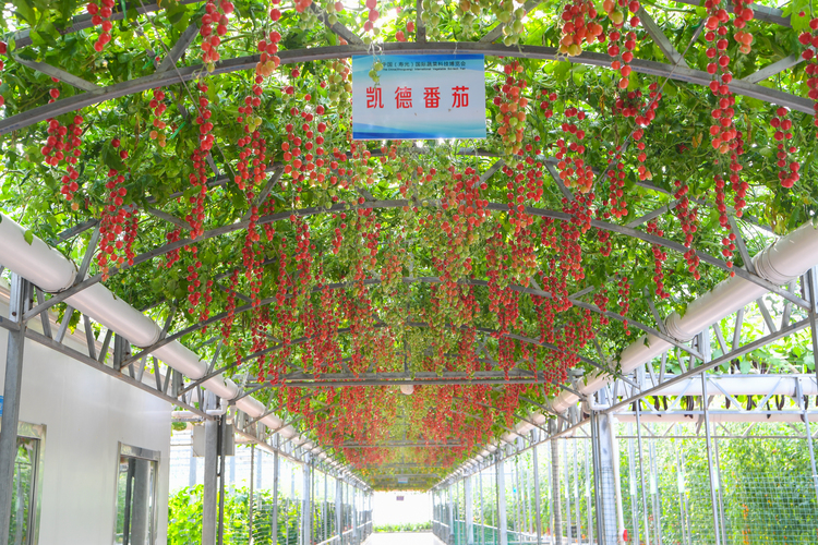第二十五屆中國（壽光）國際蔬菜科技博覽會閉幕_fororder_微信圖片_20240509102529
