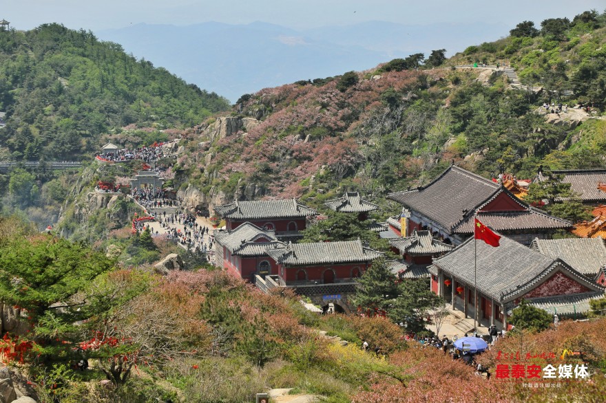 泰山之巔海棠花開映日紅