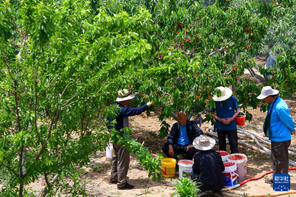 山東肥城：櫻桃種植助農創富增收