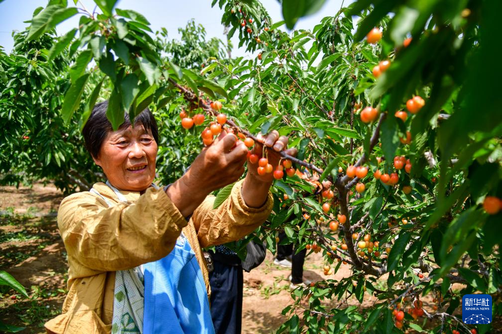 山東肥城：櫻桃種植助農創富增收