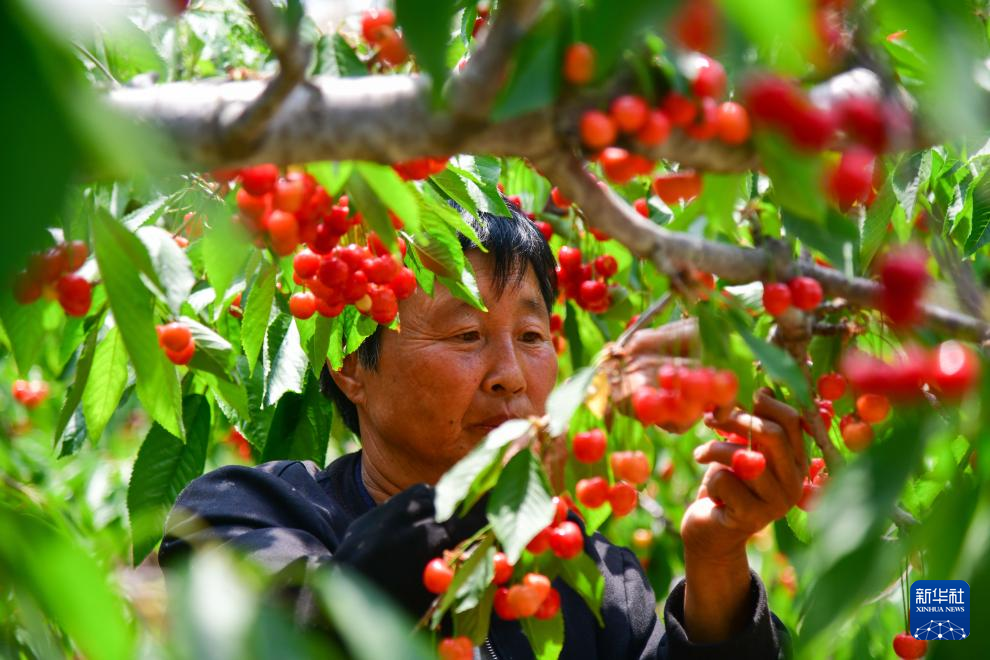 山東肥城：櫻桃種植助農創富增收