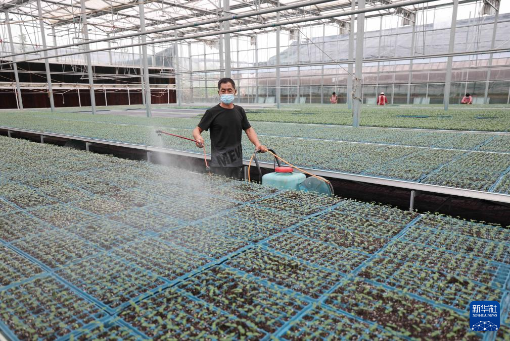 山東沂南：發展設施農業 助力鄉村振興_fororder_4