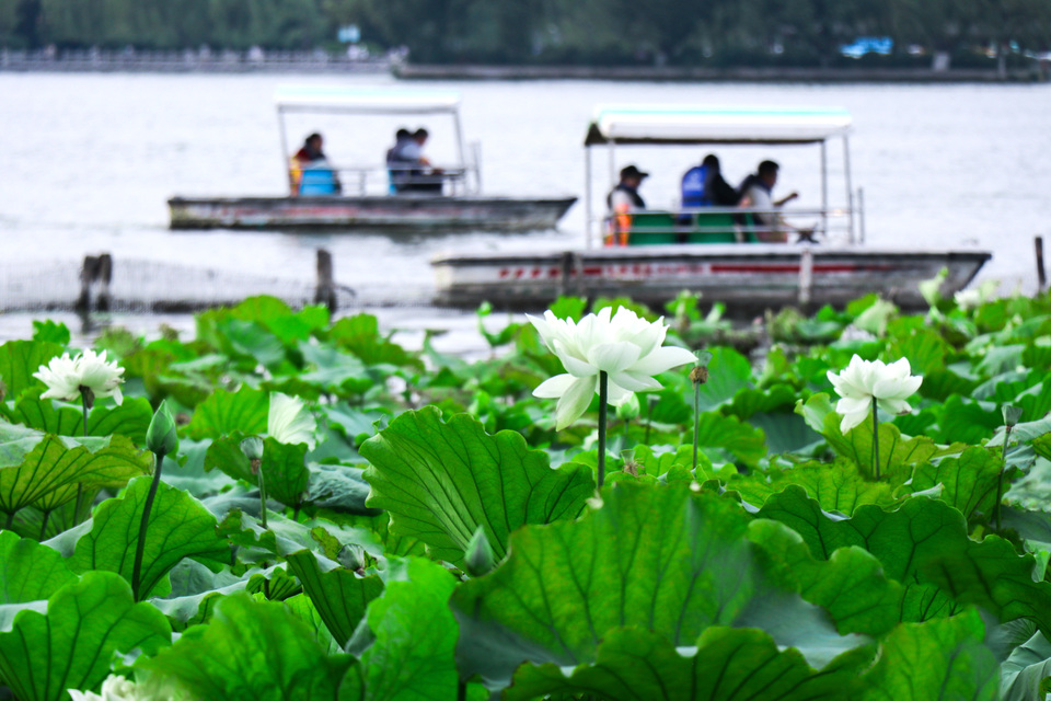 濟南大明湖荷花競相綻放_fororder_IMG_8632