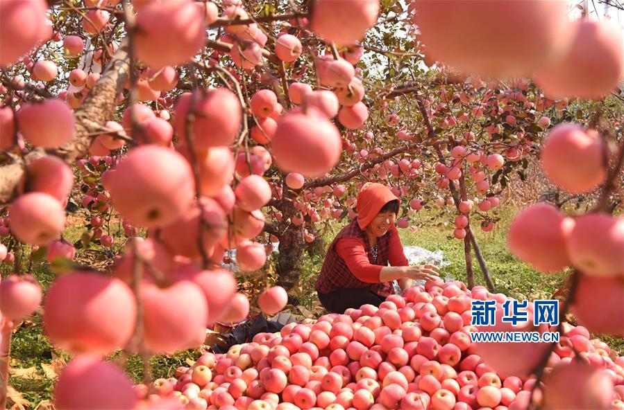 山東沂源：蘋果豐收醉金秋