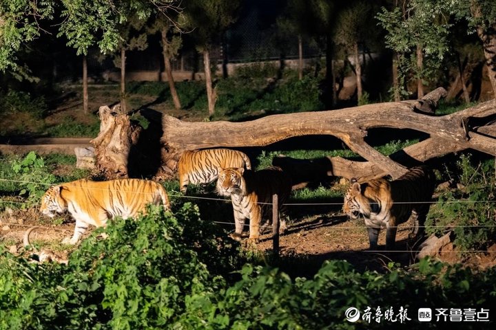 夜探“百獸秘境”！濟南野生動物世界開啟奇幻夜遊
