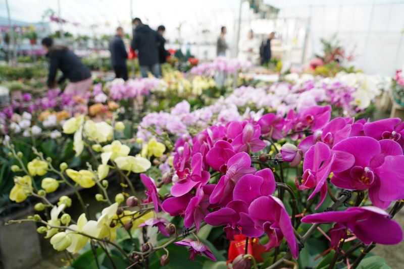 山東沂南：鮮花俏銷迎新年_fororder_【沂南】3