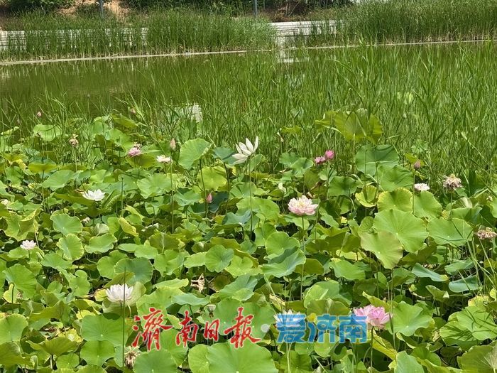山東濟南：荷花湖荷花盛放，繪就夏日美景
