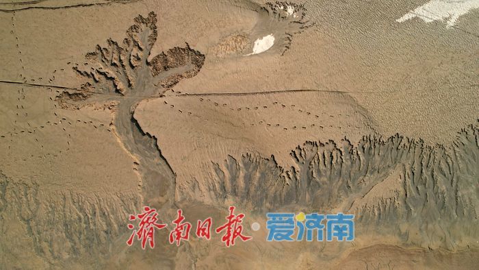 黃河濟南段現壯美“潮汐樹”自然奇觀