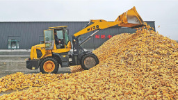 搶收搶烘 山東秋糧收穫已過半