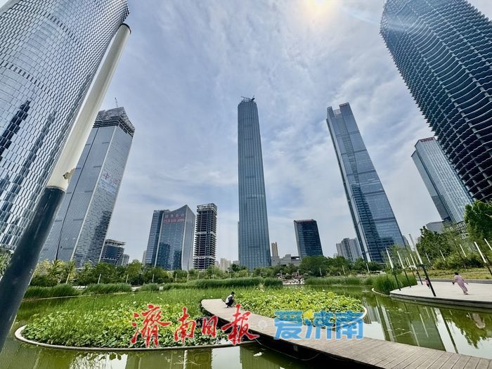 山東濟南：荷花湖荷花盛放，繪就夏日美景