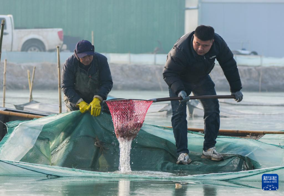 山東東平：冬季捕蟹忙_fororder_【新華社】5